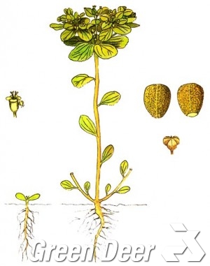 Молочай солнцегляд. - Euphorbia helioscopia L.
